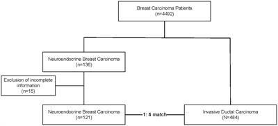 Comparison of clinical characteristics and outcomes in primary neuroendocrine breast carcinoma versus invasive ductal carcinoma